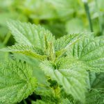 Stinging Nettle