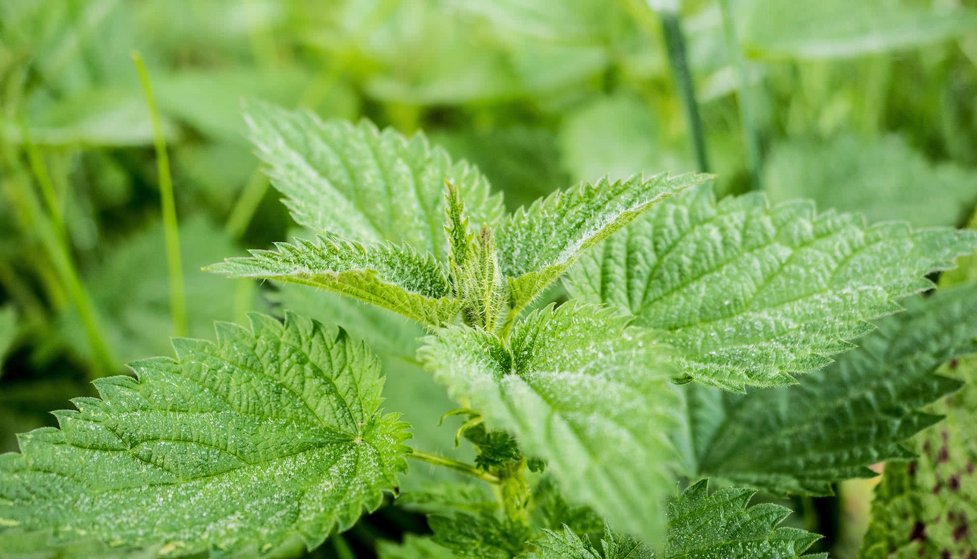 Stinging Nettle for Seasonal Allergies Wellness to a Tea