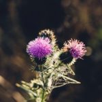 Milk Thistle